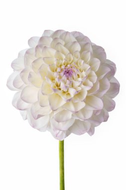 Beyaz arka planda narin mor bir tonu olan beyaz yıldız çiçeği..