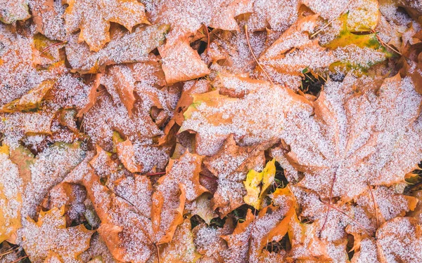 Žluté a hnědé listí pod sněhem — Stock fotografie