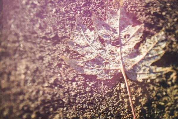 Onscherpe Achtergrond Van Autumn Maple Leaf Grond Gemaakt Gratis Lensing — Stockfoto