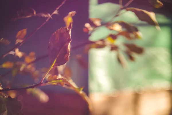 Θολή Φόντο Φθινόπωρο Φύλλα Στα Κλαδιά Κάνει Δωρεάν Lensing Φακός — Φωτογραφία Αρχείου