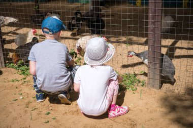 Moskova - 2 Temmuz 2018: Erkek ve kız taze ot iç tavuklar ve çiftlik hayvanları ve ekoloji hakkında öğrenme coop beçtavuğu için besleme