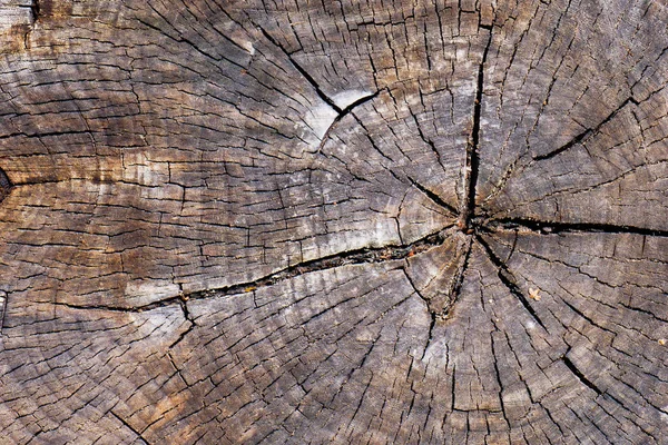Çatlak ve yıllık halkalar ile kesim ahşap yaşlı güdük, desen olarak yakın çekim. Soyut doğal doku arka plan
