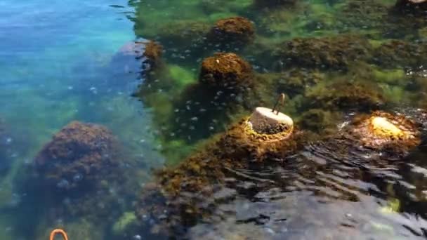 Jellyfish, breakwaters and seaweed in transparent sea water — Stock Video