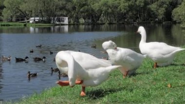 Beyaz kaz tüyler yeşil çimenlerin üzerinde temizlik