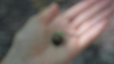 Objektife doğru hareket palm meşe palamudu tutan el. Yakın çekim. Sığ derinlik-in tarla 4k