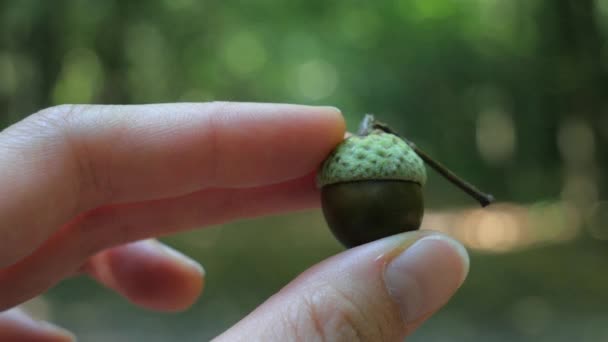 Fingrar som roterande färsk ek acorn i skogen — Stockvideo