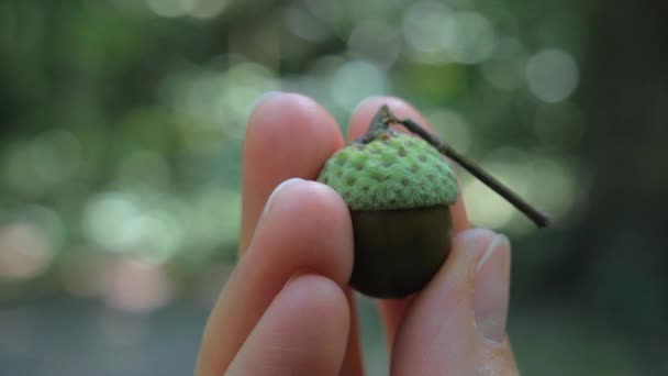 Dedos Girando Bellota Roble Fresco Bosque Profundidad Superficial Del Campo — Vídeo de stock