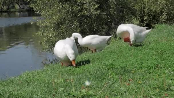 Gansos blancos arrancando y comiendo hierba verde — Vídeos de Stock