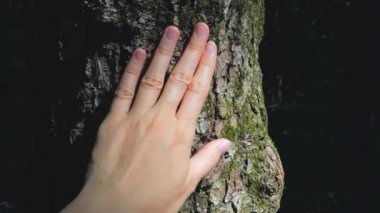 Genç kadın el ormandaki ağaç gövdesi üzerinde dokulu kabuğu ve moss okşayarak