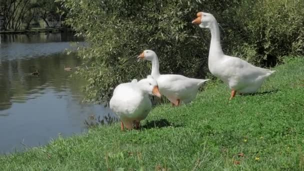 Flock Vita Gäss Grönt Gräs Och Ankor Floden Sommardag — Stockvideo