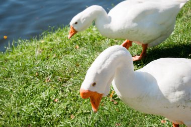 Yaz aylarında Nehri yakınında taze yeşil çimenlerin üzerinde beyaz kaz birkaç