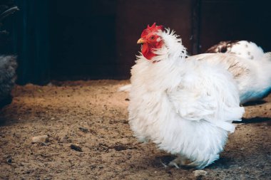 Profil kümeste çiftlik frizzle tüylü kuş tüyü ayakta beyaz tavuk