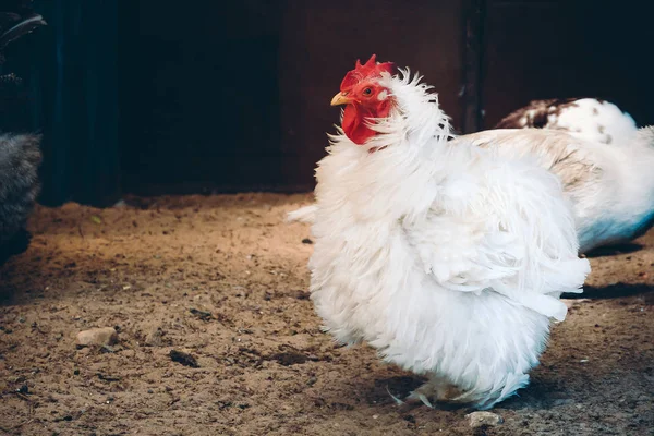 Profil kümeste çiftlik frizzle tüylü kuş tüyü ayakta beyaz tavuk