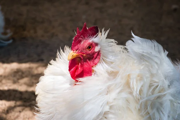 Frizzle tüylü kuş tüyü çiftlik kümes içinde beyaz tavuk, yakın çekim