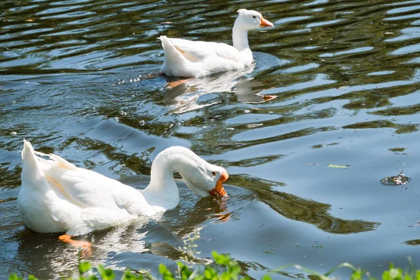 Pareja Gansos Blancos Nadando Bebiendo Agua Río Verano —  Fotos de Stock