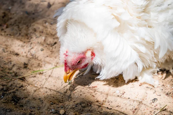Beyaz tavuk çiftlik kümes toprağa gıdalardan gagalamayı frizzle tüylü kuş tüyü ile yakın