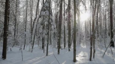 Güneş ağaçların arasından gelen taze kar kalın tabaka ile kaplı