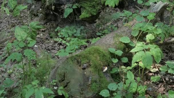 Oude boom logboeken en de wortels bedekt met mos en spin webs in bos — Stockvideo