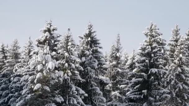 Vuren bomen, takken, gebogen onder een dikke laag sneeuw — Stockvideo