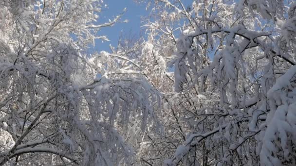 Las copas de los árboles contra el cielo azul en el soleado día de invierno — Vídeos de Stock