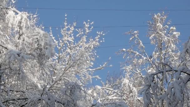 Trädtopparna täckt med snö mot blå himmel på solig vinterdag — Stockvideo