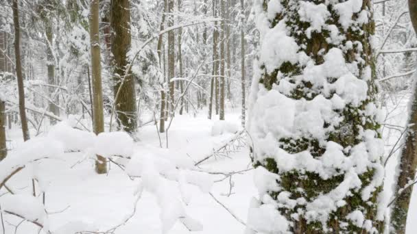 Boomstammen en takken bedekt met een dikke laag sneeuw — Stockvideo