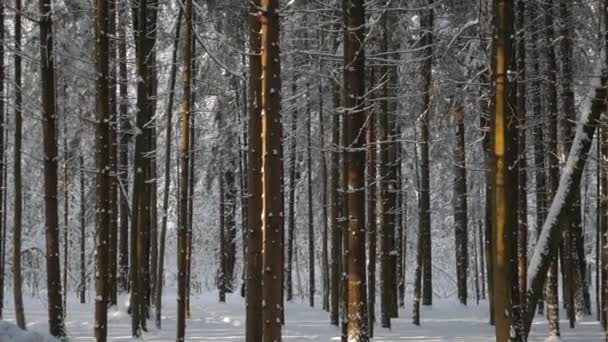 Pinos cubiertos de nieve fresca e iluminados por el sol — Vídeos de Stock