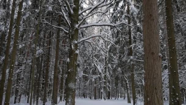 Árboles altos viejos con ramas dobladas torcidas cubiertas con gruesa capa de nieve — Vídeos de Stock