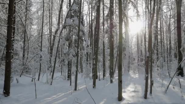 Solen kommer genom träden täckt med tjockt lager nysnö — Stockvideo
