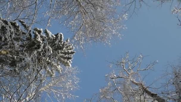 雪に覆われた木のてっぺんの下で回転するカメラ — ストック動画