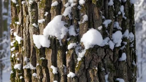Tronco de árvore texturizado coberto com neve fresca — Vídeo de Stock