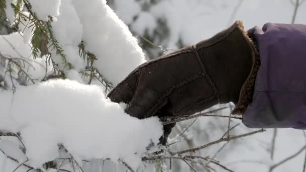 Guante de mano en invierno cálido tocando nieve fresca y esponjosa en ramas de abeto — Vídeos de Stock