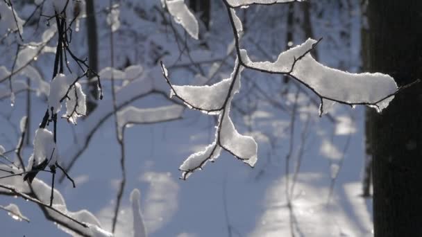 Thin tree branches covered with thick layer of fresh snow — Stock Video