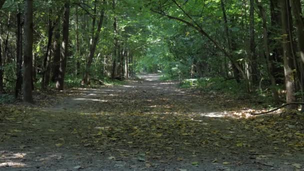 Тихий мирный вид на тропу в зеленом лесу, покрытом первыми желтыми листьями. Люди идут вдалеке. 4K — стоковое видео
