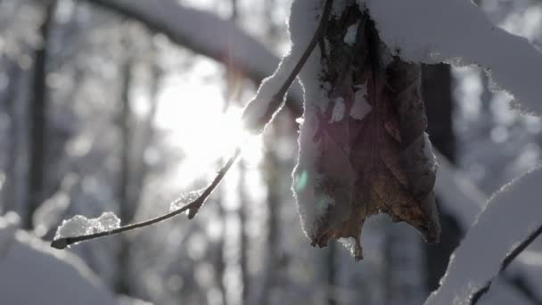 Nce Ağaç Dalı Kadar Yakın Kuru Yaprak Taze Kar Arkadan — Stok video