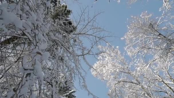 在冬季森林中覆盖着积雪的树顶下的照相机向前移动 多莉射击 低角度视图 — 图库视频影像