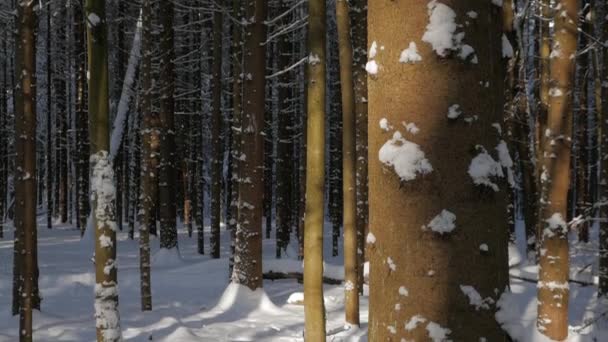 Pine Bomen Bedekt Met Verse Sneeuw Stippen Verlicht Door Zon — Stockvideo