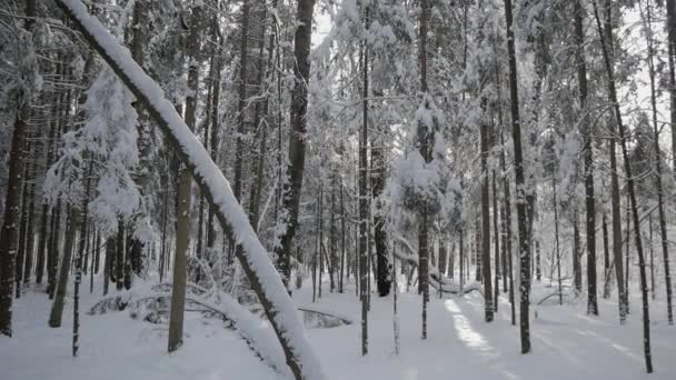 Mooie Winter Bos Met Bomen Bedekt Met Een Dikke Laag — Stockvideo