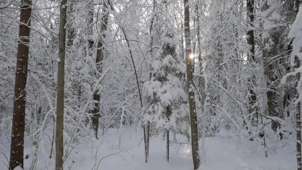 Sun Peeking Out Trees Bent Branches Covered Thick Layer Fresh — Stock Video