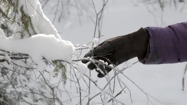 Hand Warme Winter Handschoen Aanraken Van Takken Bedekt Met Verse — Stockvideo