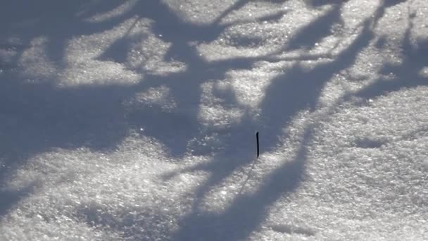 Крупный План Плотного Покрытия Пушистым Снегом Отпечатками Ног Тенями Деревьев — стоковое видео