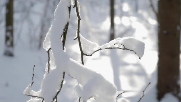 Close Thin Tree Branch Covered Thick Layer Fresh Snow Backlit — Stock Video