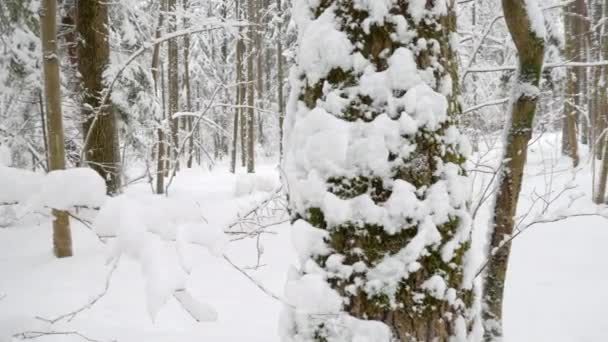 白い冬の森で平和的に降る雪 木の幹や枝は雪の厚い層で覆われています のショットをパン — ストック動画