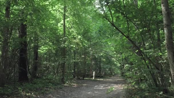 夏の日の緑の森林経路の美しい長閑 ズーム ドリー — ストック動画