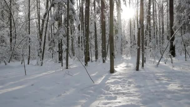 Ağaçların Arasından Gelen Güneş Döküm Gölgeler Kalın Güzel Kış Orman — Stok video