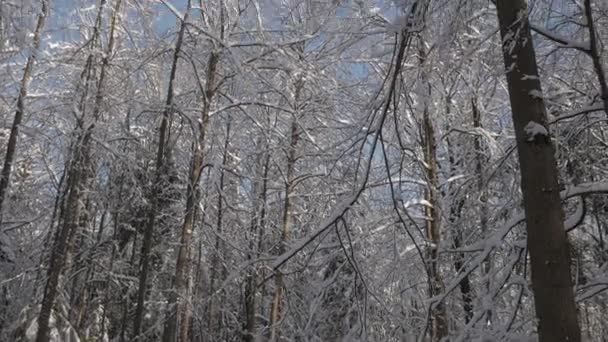 冬の森の背の高い木 枝が雪で覆われています 低角度のショットを傾ける — ストック動画