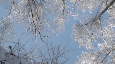 Ağaç Üstler altında dönen kamera kar kış orman kaplı. Düşük açılı görünüş.