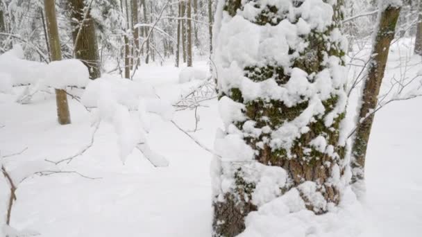 雪在冬天的森林里平静地落下 树干和树枝覆盖着厚层的新鲜蓬松的雪 倾斜向上射击 — 图库视频影像