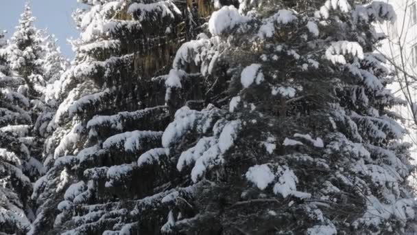 雪の厚い層の下に古い背の高いトウヒ木 枝が曲がっています ティルト アップ ショット — ストック動画