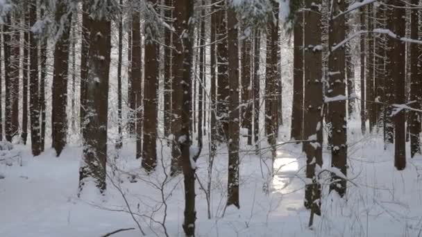 松を通って来る太陽の木は白い冬の森の雪で覆われて 流し撮り — ストック動画